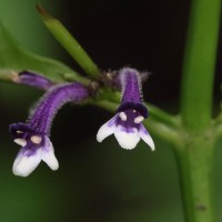 Gymnostachyum sanguinolentum (Nees) T.Anderson